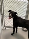 adoptable Dog in , IL named KAYLA