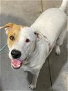 adoptable Dog in , IL named LADY DAFFODIL
