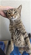 adoptable Cat in , IL named HYDE