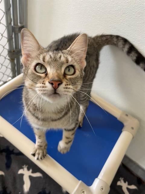 adoptable Cat in Geneva, IL named BUTTER BURGER