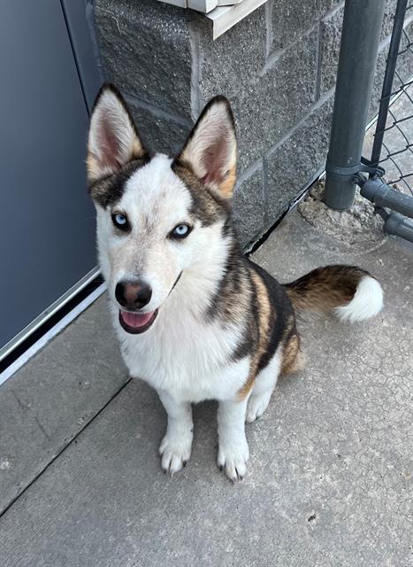 adoptable Dog in Geneva, IL named ASPEN