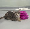 adoptable Cat in , IL named LEO