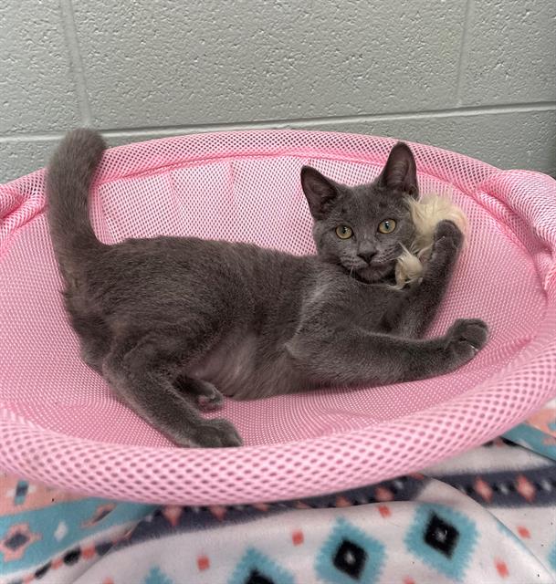 adoptable Cat in Geneva, IL named BAND-AID