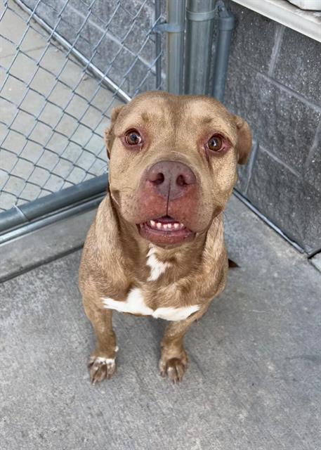 adoptable Dog in Geneva, IL named FLORIAN