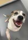 adoptable Dog in , IL named PENNY