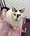 adoptable Cat in , IL named BELLA