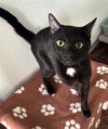 adoptable Cat in , IL named CANNED HAM