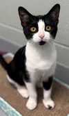adoptable Cat in , IL named DAME MAGGIE SMITH