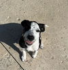 adoptable Dog in  named MITZI