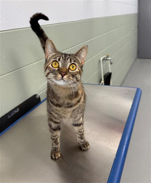 adoptable Cat in Geneva, IL named BONNIE