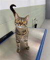 adoptable Cat in , IL named BONNIE