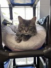 adoptable Cat in , IL named ECHO