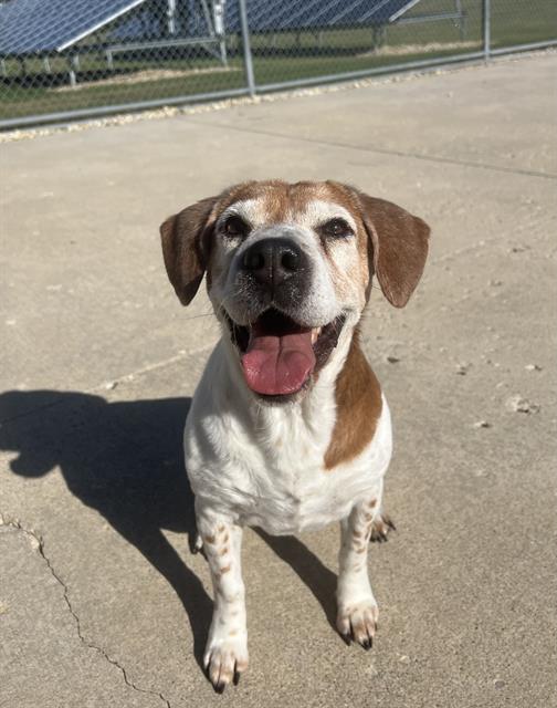 adoptable Dog in Geneva, IL named ZINA