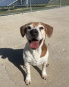 adoptable Dog in  named ZINA