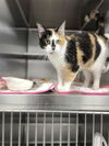 adoptable Cat in  named PALO