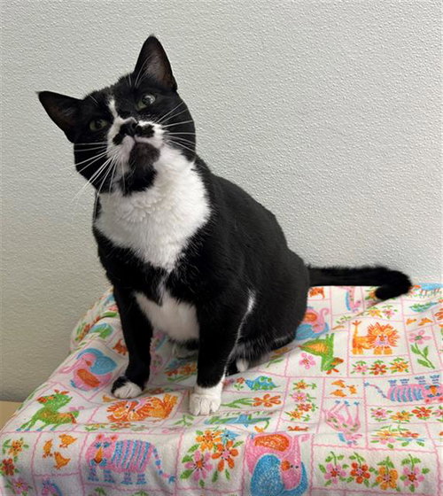 MIKE, Senior Domestic Short Hair (medium coat), cat for adoption in Orland Park, Illinois
