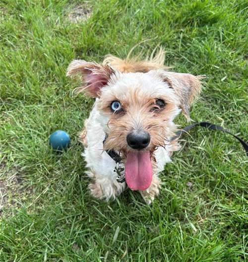 LOUIE, an adoptable Yorkshire Terrier Yorkie in Geneva, IL