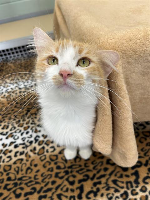 BRIE, Adult Domestic Long Hair (medium coat), cat for adoption in Des Plaines, Illinois