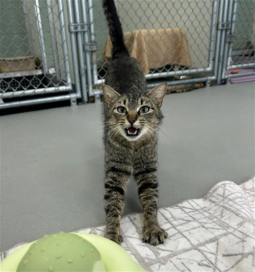 POOKIE, Young Domestic Short Hair (medium coat), cat for adoption in Des Plaines, Illinois