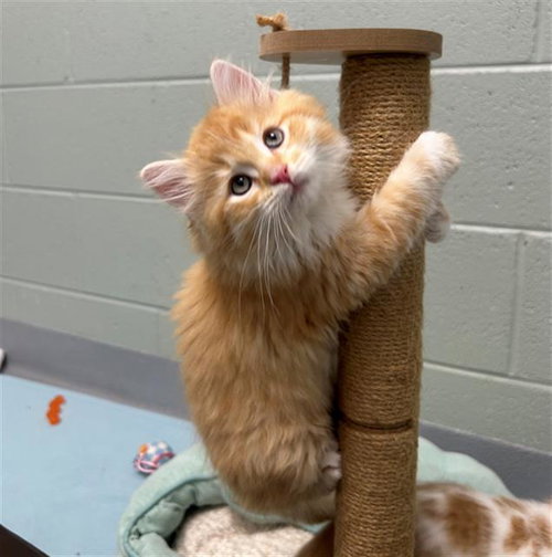 CHEDDAR
