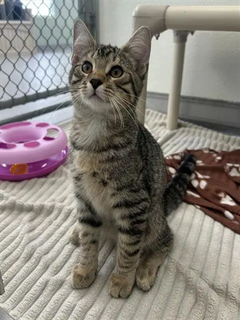 Hootin - Domestic Short Hair