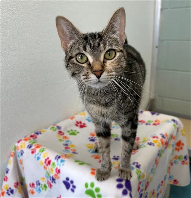 Purse - Domestic Short Hair