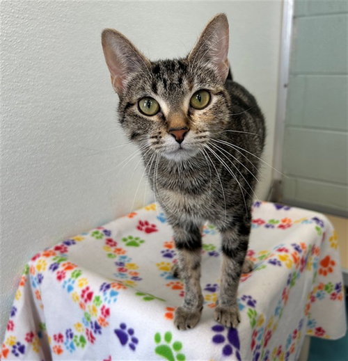 picture of the cat needing adoption