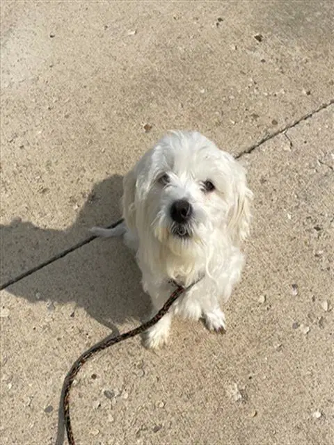 Noodle - Maltese