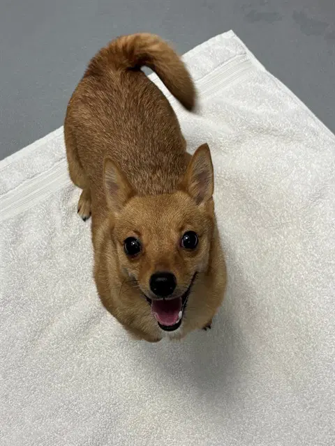 Alice - Chihuahua