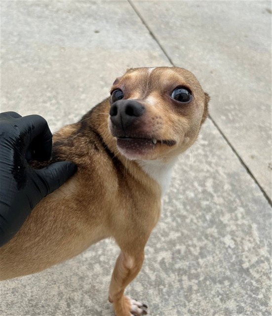 Logan, Chihuahua