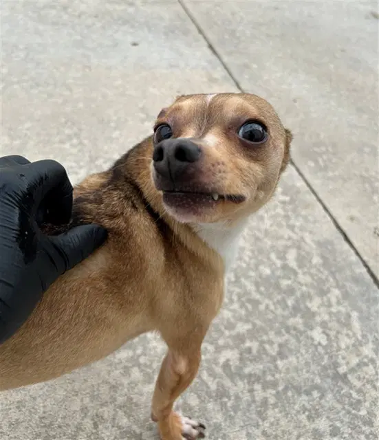 Logan - Chihuahua