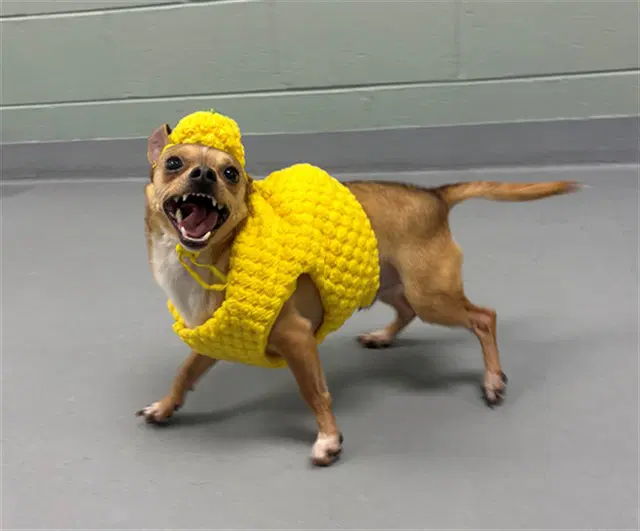 Logan - Chihuahua