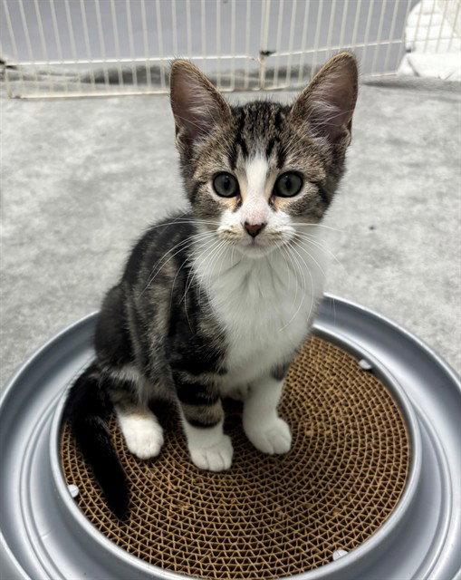 Meepers, Domestic Short Hair