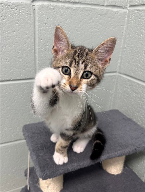 Weest, Domestic Short Hair