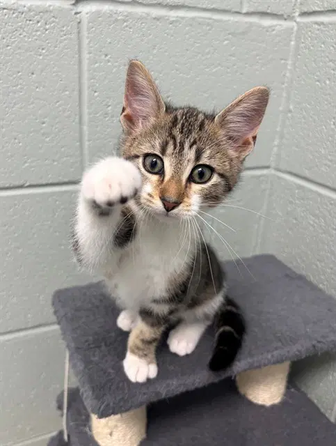Weest - Domestic Short Hair