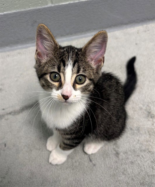Wumbo, Domestic Short Hair
