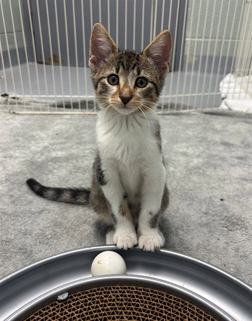 Bongos, Domestic Short Hair