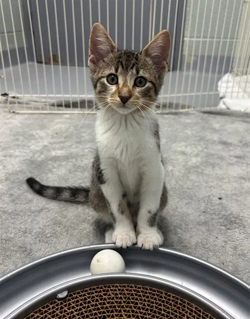 Bongos - Domestic Short Hair