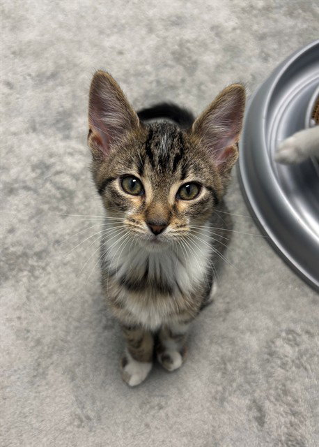 Mr. Kitty Pants, Domestic Short Hair