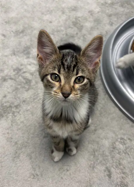 Mr Kitty Pants - Domestic Short Hair