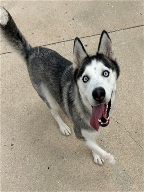 Azule, Siberian Husky