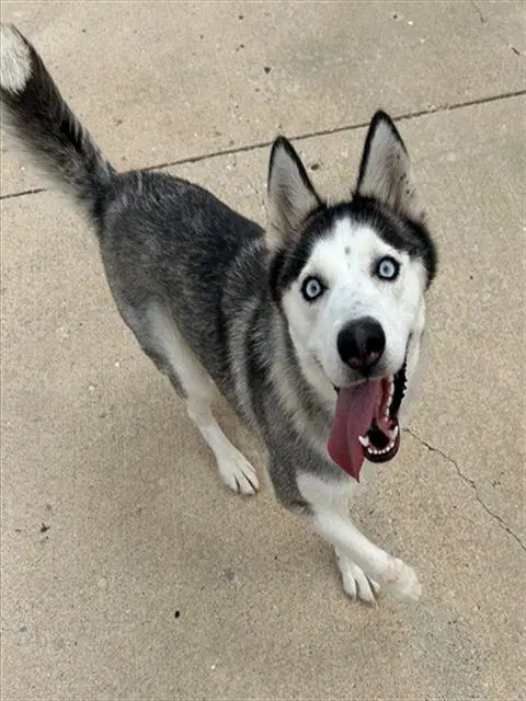 Azule - Siberian Husky