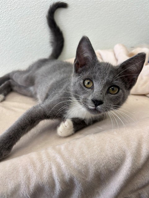 Megaphone, Domestic Short Hair