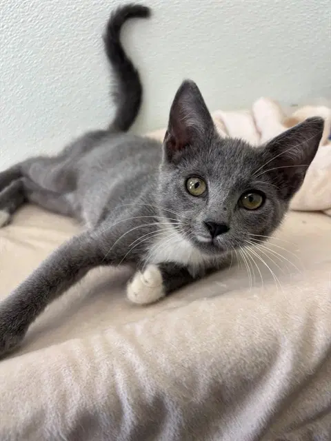 Megaphone - Domestic Short Hair