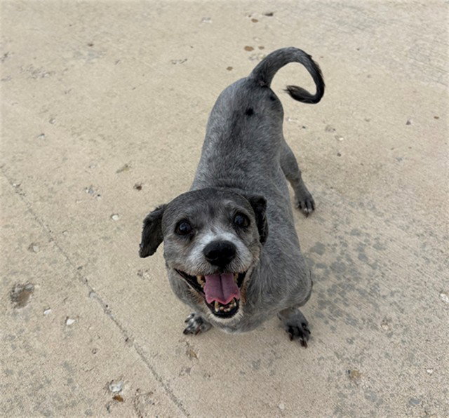 Lola Lumphrey, Poodle (Miniature)