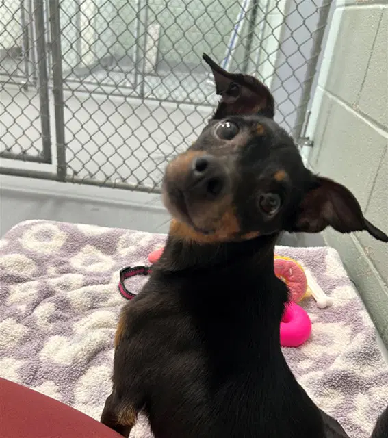 Lucille - Chihuahua