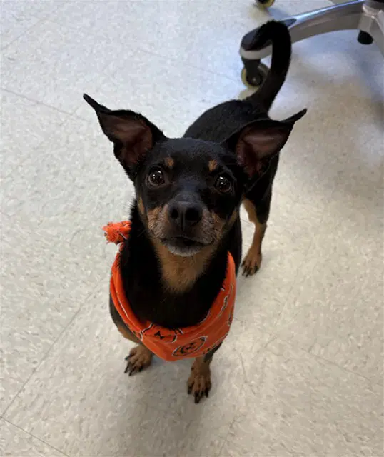 Lucille - Chihuahua