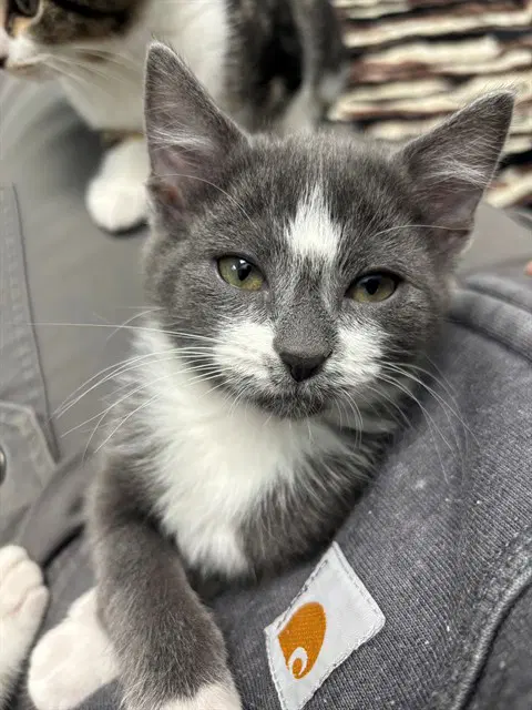 Too Chubz - Domestic Short Hair