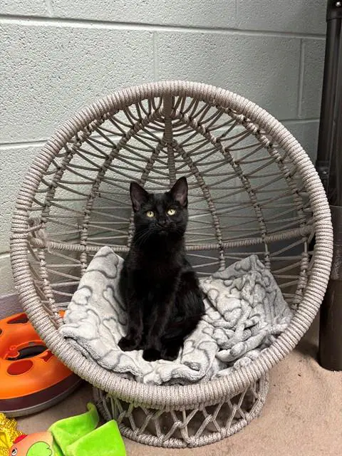 Eleanor Rigby - Domestic Short Hair