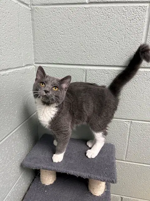 Chad - Domestic Short Hair